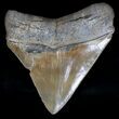 Posterior Megalodon Tooth - Fine Tip #18358-2